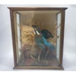 A Victorian taxidermy Common Kingfisher (Alcedo atthis) perched with wings outspread in naturalistic