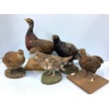 Five various taxidermy models of birds including Pheasant and grouse etc.