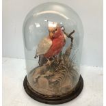 A taxidermy Australian galah / rose breasted cockatoo under glass dome, 43cm high (a/f glass broken)