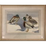 Richard Joicey (20th century) Study of ducks, signed, watercolour, mounted, glazed and framed. 34