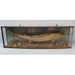 A taxidermy study of a Sturgeon by C J Elliott of West Hampstead, in curved perspex fronted