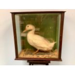 A taxidermy study of an American or White Pekin duck in glazed display case, 60 x 60 x 28cm