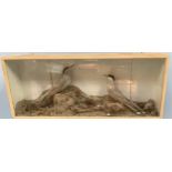 A taxidermy study of a pair of terns modelled on naturalistic base in glazed display case, approx.