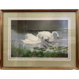 Caroline Manning (20th century) Study of swans and cygnets on a lake, signed, gouache, mounted,