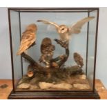 Taxidermy interest: A very large Victorian diorama of two Barn Owls, a Tawny Owl and two further