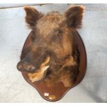 Taxidermy interest: a large Boar’s head looking right with open mouth, on shaped plaque, approx.