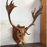 Taxidermy: A large Stags head mounted on shield shaped plinth