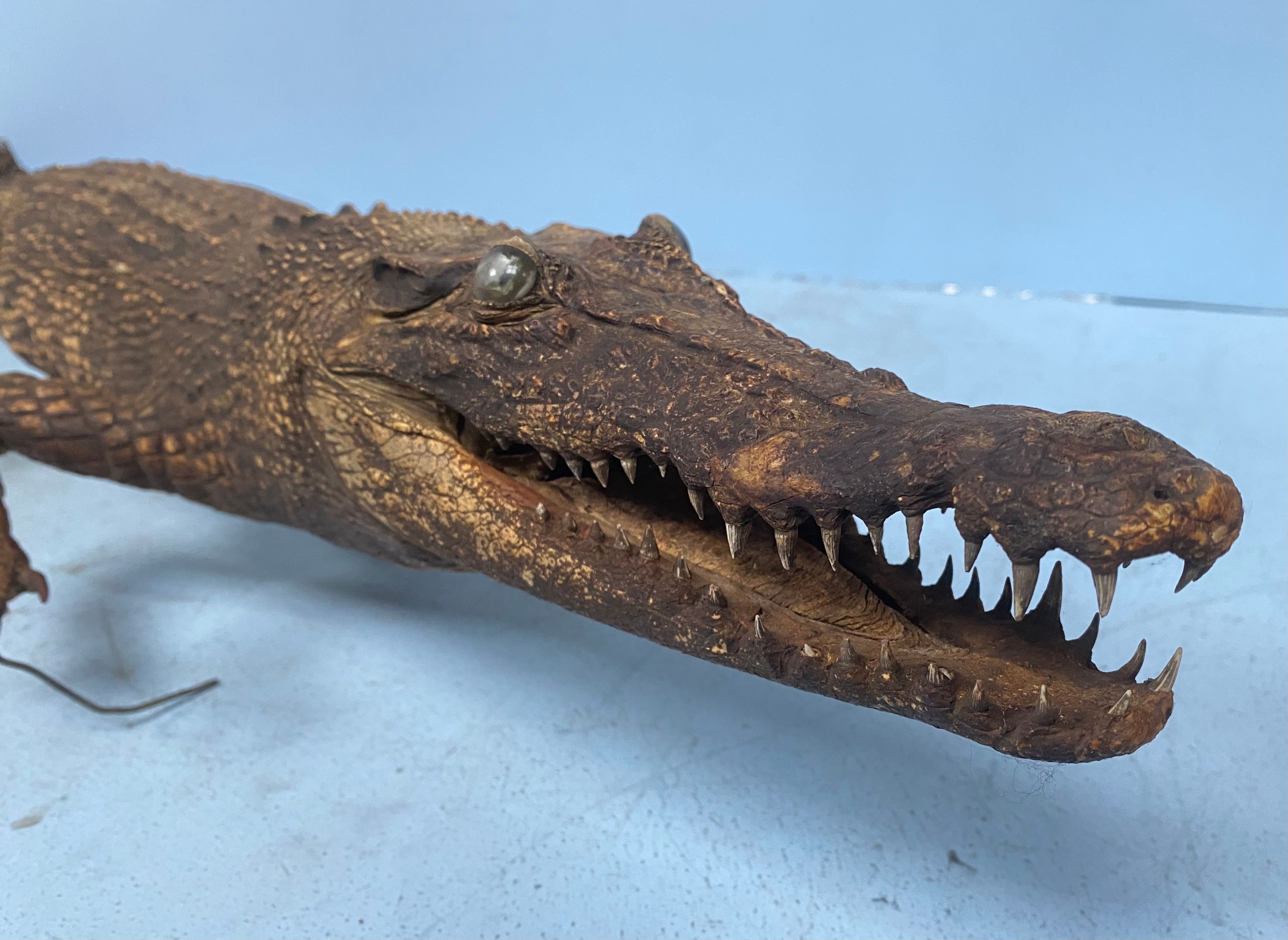 A taxidermy study of a caiman / crocodile approx. 125cm long - Bild 3 aus 4