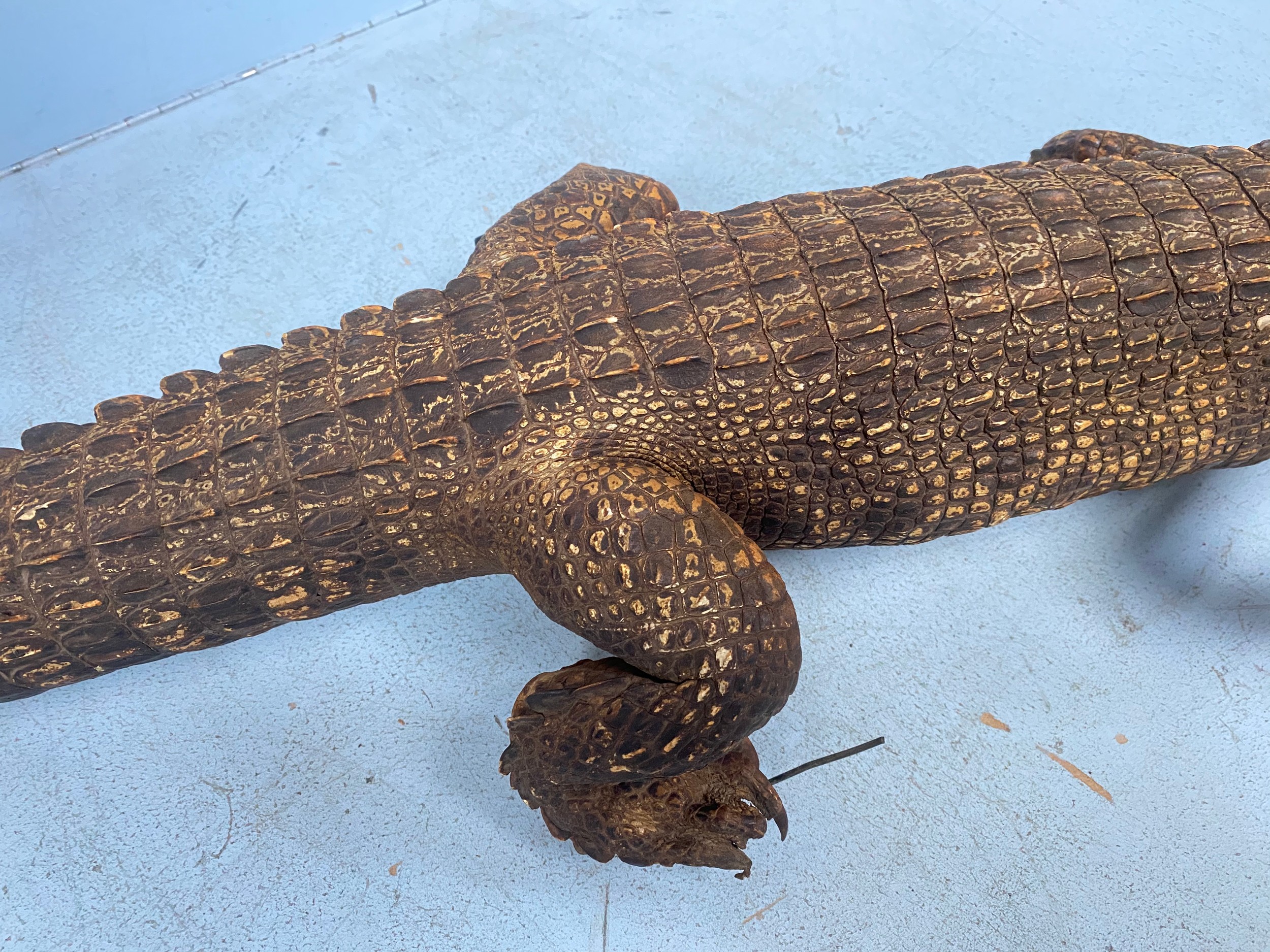 A taxidermy study of a caiman / crocodile approx. 125cm long - Bild 2 aus 4