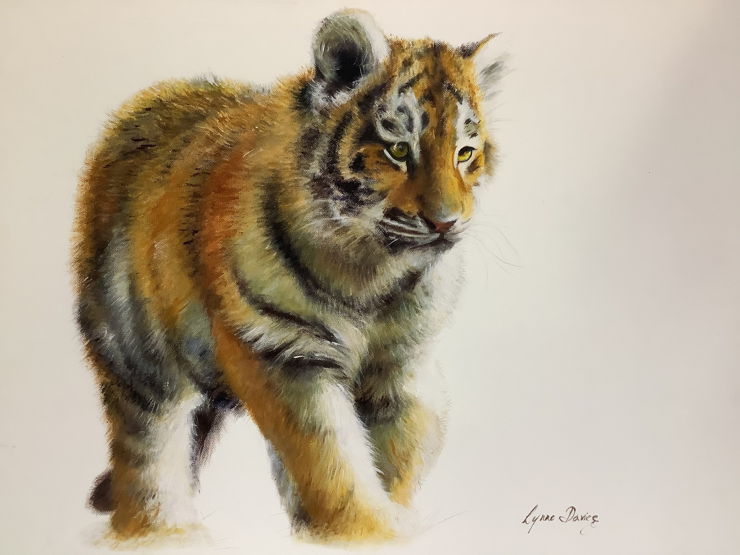 Lynne Davies (British, Contemporary) ‘Here Comes Trouble’, study of a tiger, unframed print on