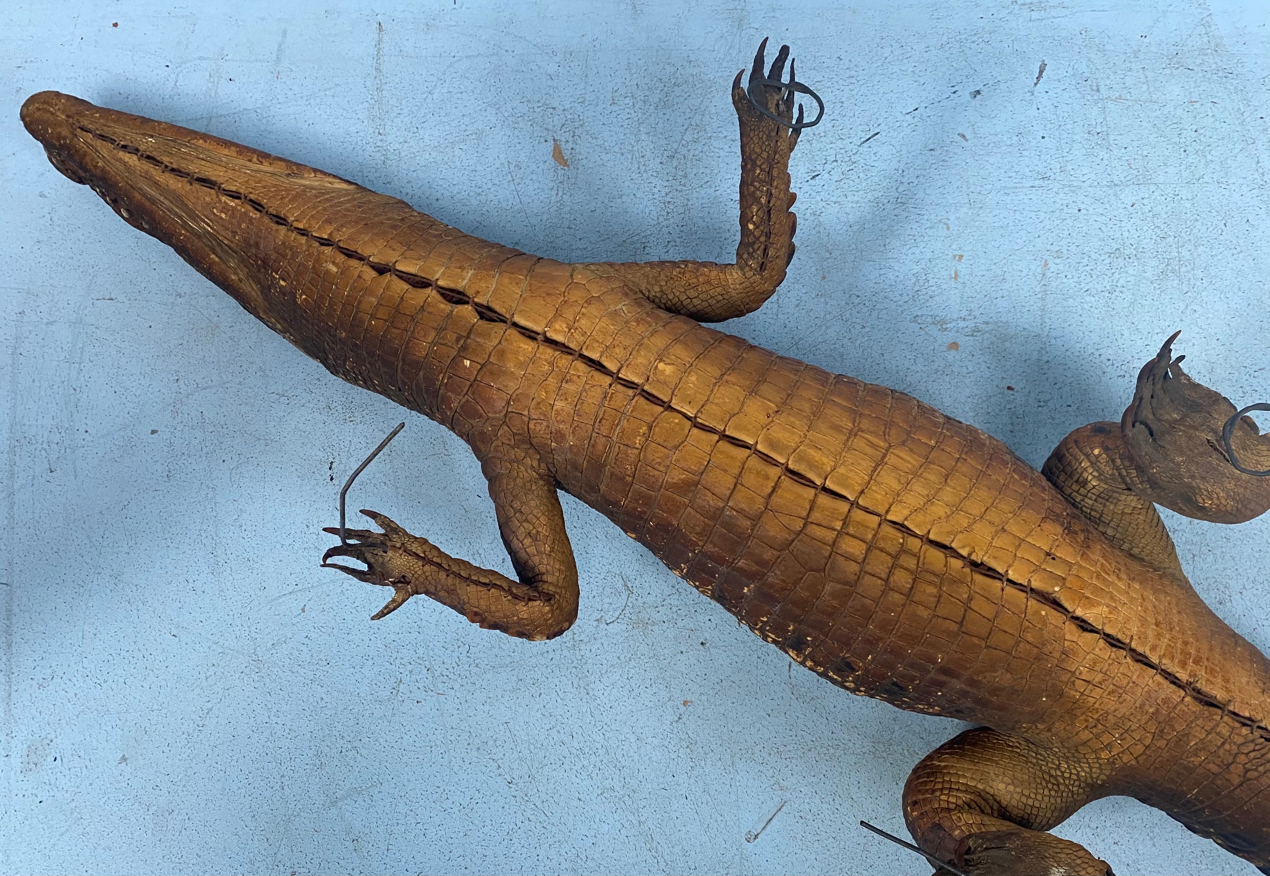 A taxidermy study of a caiman / crocodile approx. 125cm long - Bild 4 aus 4