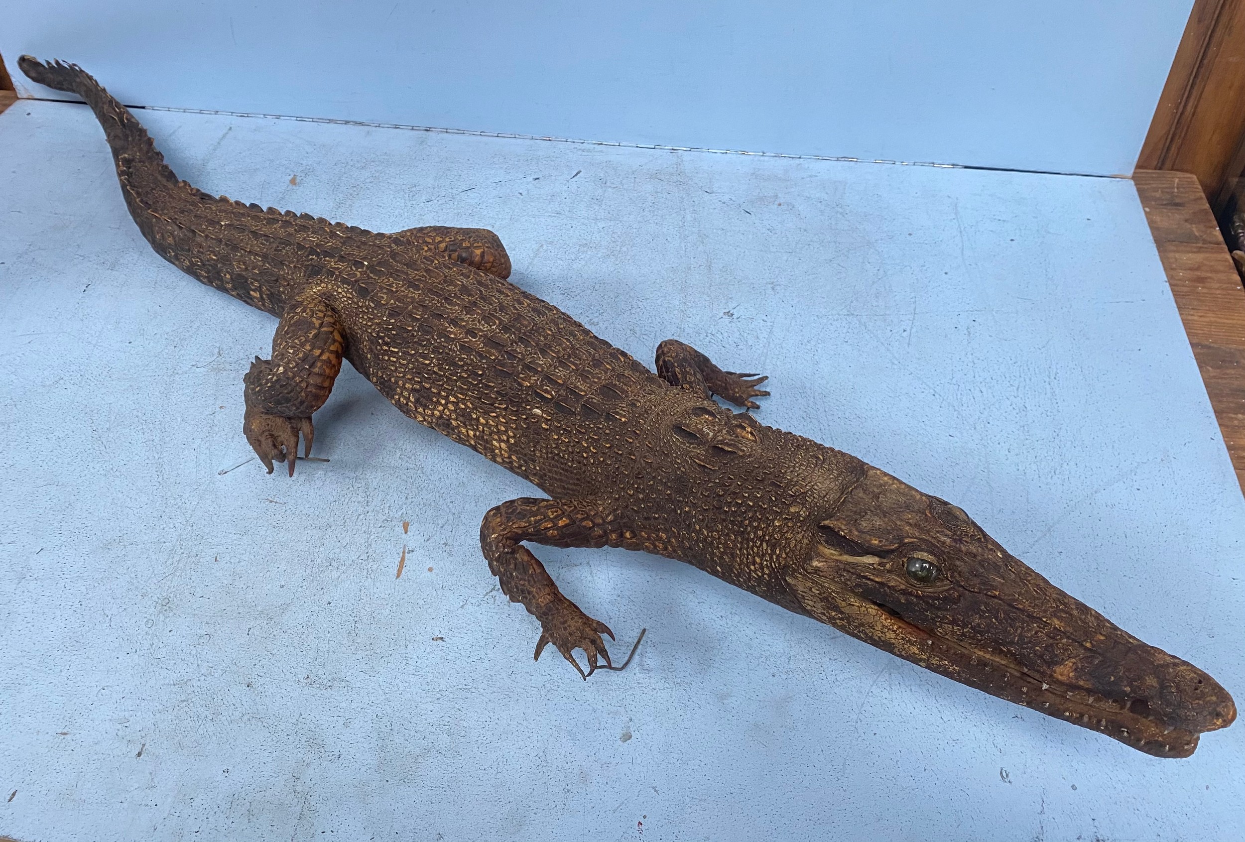 A taxidermy study of a caiman / crocodile approx. 125cm long