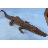 A taxidermy study of a caiman / crocodile approx. 125cm long