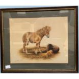 T Howden' Study of a Shetland Pony, indistinctly signed, watercolour on paper, 28x36cm