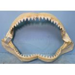 A large Bull shark (Carcharhinus leucas) jaw measuring 56 / 22” wide