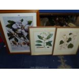Three large modern Botanical prints.