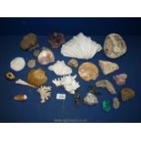 A quantity of shells and gems including Amethyst, coral, conch,