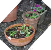 Two terracotta planters and glazed square planter