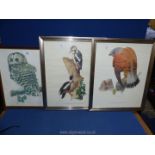 A pair of prints taken from original watercolours by Cecil Williams: a Kestrel and a Great Spotted