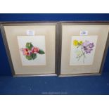 A pair of floral Watercolours framed and mounted signed by the artist, Phedora Gay,