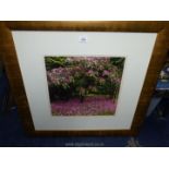 A large gold framed print taken from a photo of a Magnolia tree,