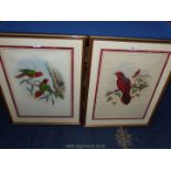 A pair of framed prints titled 'Charmosyna Margarite' and 'Eos Reticulata', 21 1/2" x 28".