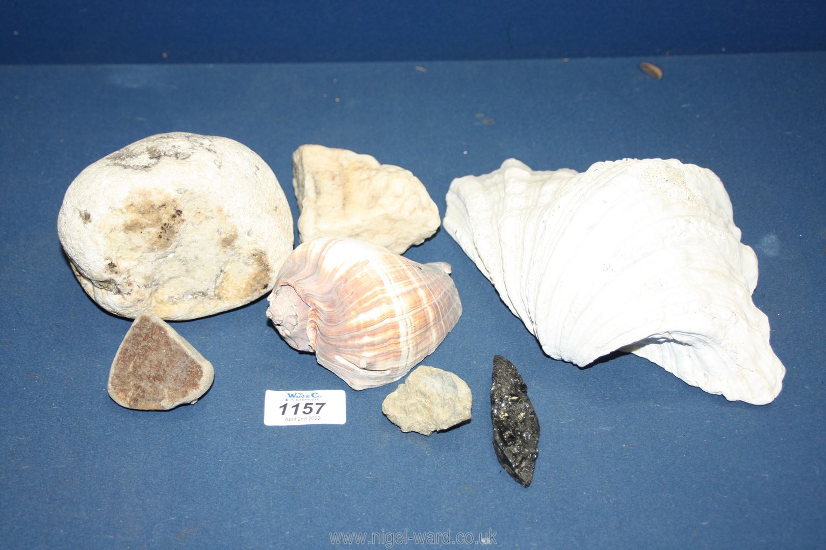 A small quantity of shells, minerals, fossils including a cowry shell. - Image 2 of 2