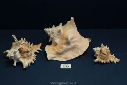 Three Conch shells.