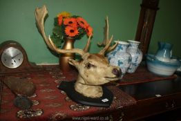 A taxidermy of a Stags head.