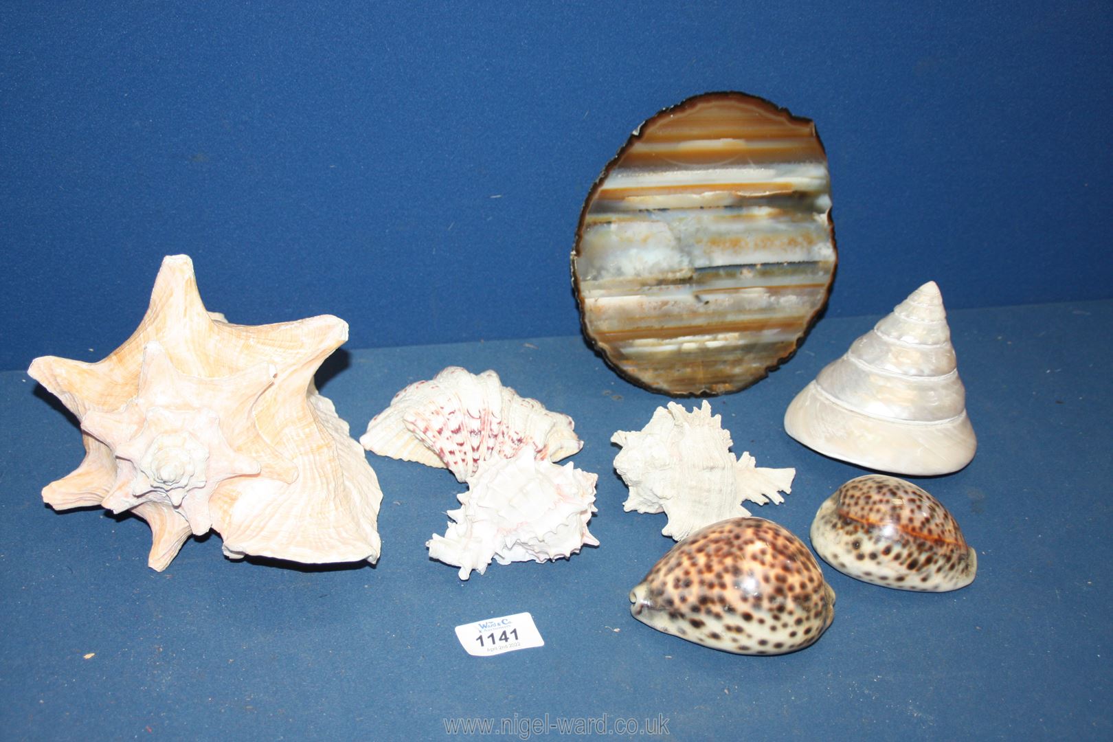 A small quantity of shells including conch, Mother of Pearl conical shape, Agate slice, - Image 2 of 2