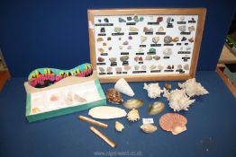 A quantity of shells including, conch and scallop, and a framed collection of rock/mineral samples.