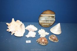 A small quantity of shells including conch, Mother of Pearl conical shape, Agate slice,