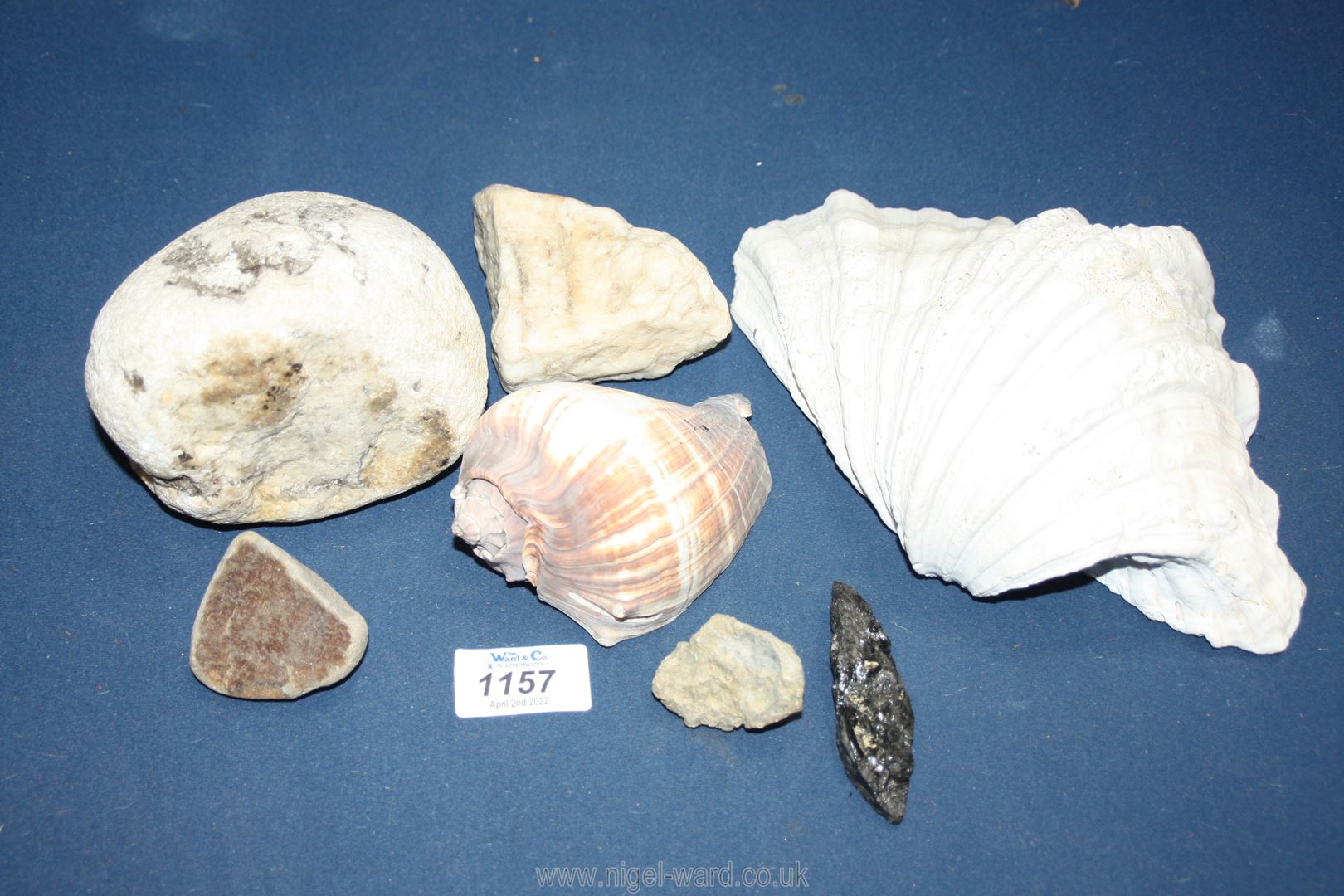 A small quantity of shells, minerals, fossils including a cowry shell.