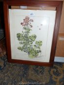 A framed Print 'Sisymbrium Lirenaicum latifolium', frame a/f.