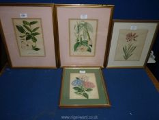 Botanical interest: After Horto van Houtteano (Belgian mid 19th century) 2 lithographs of tropical