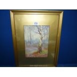 A framed and mounted watercolour depicting a woodland scene, signed lower right V D Wright 1917.