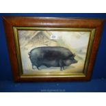 A framed Alexandra Churchill print depicting a large black pig.