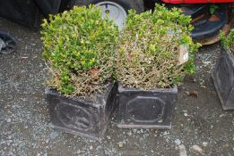 A pair of Box bushes in matching square planters, a/f.