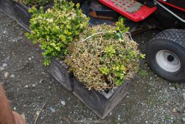 A pair of Box bushes in matching square planters, a/f.