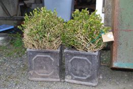 A pair of box plants in matching square Planters (damage).