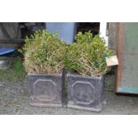 A pair of box plants in matching square Planters (damage).