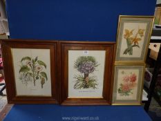 Two wooden framed Botanical Prints 'Corona Imperialis Polyanthos' and 'Stramonia' and a pair of