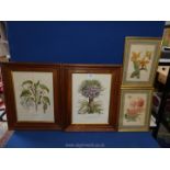 Two wooden framed Botanical Prints 'Corona Imperialis Polyanthos' and 'Stramonia' and a pair of