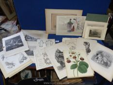 A quantity of prints and etching including Aesop's Fables, owls, botanicals, view of The River Wye,