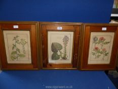 Three wooden framed Botanical framed Plates, 'Canacci' lower right, 15" x 18".