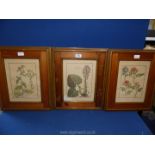 Three wooden framed Botanical framed Plates, 'Canacci' lower right, 15" x 18".
