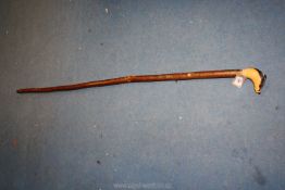 A beautifully carved hazel long walking stick with a badger knop.