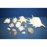 A quantity of shells including large Conch, coral, etc.