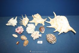 A quantity of shells including large Conch, coral, etc.