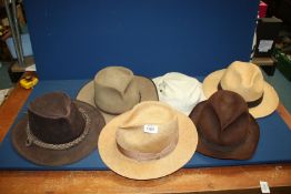 A quantity of gent's hats to include a brown Trilby, two Panamas,